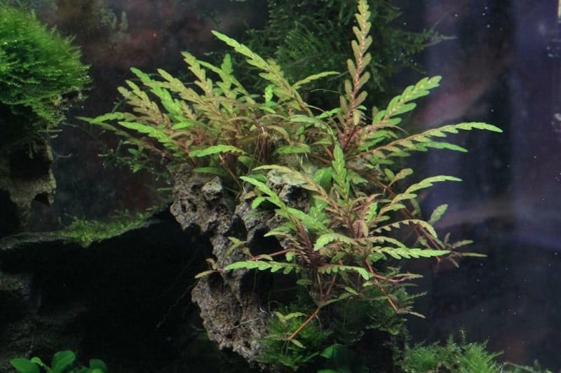 h. pinnatifida 2.jpg